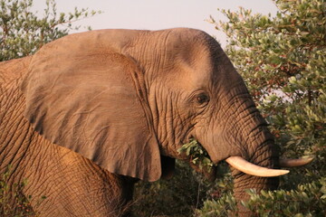 Elephant