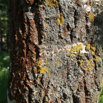 Tree bark covered with lichens xanthoria  and algae Trentepohlia