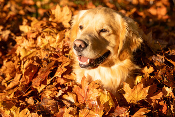 Happy golden retriever dog with smile on his face. He has light gold fur and is sitting in a pile of Fall colored, Autumn leaves outside. 