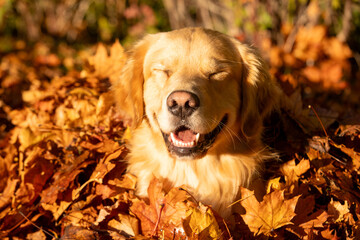 Happy golden retriever dog with smile on his face and eyes closed. He has light gold fur and is sitting in a pile of Fall colored, Autumn leaves outside. 
