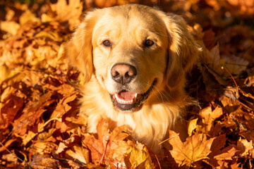 Happy golden retriever dog with smile on his face. He has light gold fur and is sitting in a pile of Fall colored, Autumn leaves outside. 