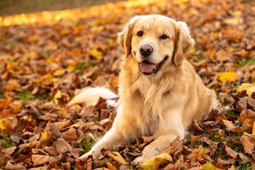 Happy golden retriever dog with smile on his face. He has light gold fur and is sitting in a pile of Fall colored, Autumn leaves outside. 