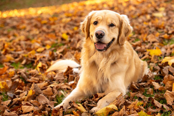Happy golden retriever dog with smile on his face. He has light gold fur and is sitting in a pile...