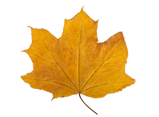 Leaves of autumn. Maple leaves. yellow red green. Dry maple leaf isolated on white background.