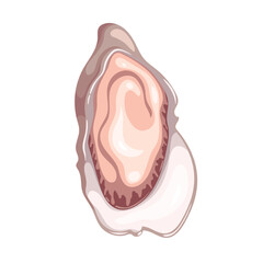 Fresh oyster vector illustration. Cartoon isolated top view of one open clam on shell, raw bivalve mollusc and marine animal, cold uncooked delicatessen seafood and ingredient of luxury appetizer © Victoria Sergeeva
