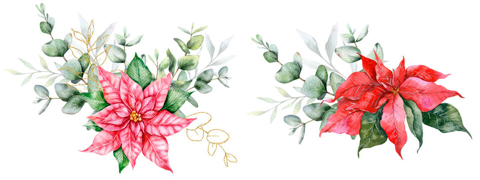 Eucalyptus and Poinsettia Christmas Bouquet Hand Painted Watercolor Illustration. Perfect for wedding invitations, floral labels, bridal shower and  floral greeting cards