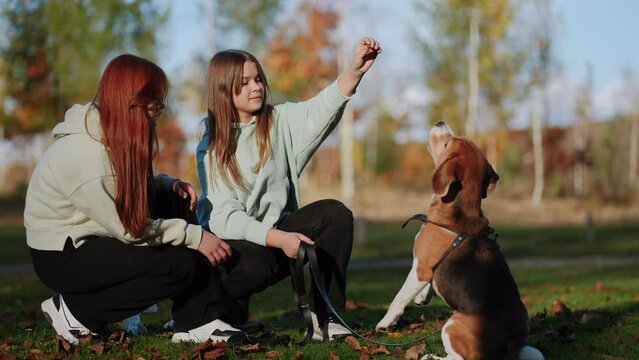 The girl asks the dog to vote, and as a result, he receives a reward for fulfilling the command. Incredible colors of the autumn park. A beautiful male. The concept of animal training.