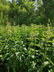 Thickets of dioecious nettle in the forest