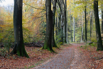 Autumn leaves on a narrow bicycle path in the forest.