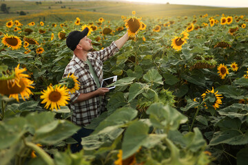 Man farmer hold digital tablet inspects blooming sunflower at field. Agronomist farmland inspects, analysing harvest the plantation. Agribusiness. Smart agriculture concept. Farming season harvest. - obrazy, fototapety, plakaty