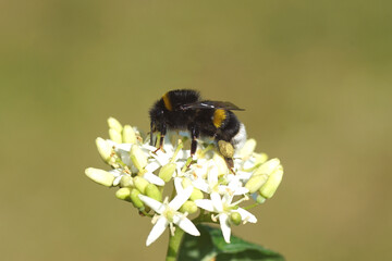 Bumblebee species in the Bombus terrestris-complex on flowers of common dogwood (Cornus sanguinea) family Cornaceae. Dutch garden, June