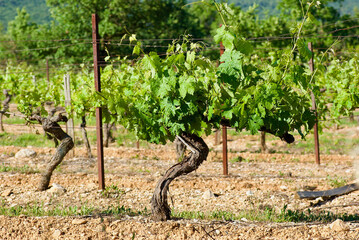 Fototapeta na wymiar Vine plant with fresh green leaves on a vineyard in summer in France.