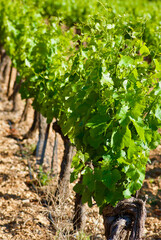 Fototapeta na wymiar Grape vines with fresh green leaves growing in a row on a vineyard in France in summer