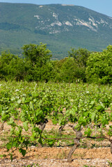Fototapeta na wymiar Agricultural landscape with vine plants on a vineyard with Mont Ventoux in the background in summer in France.