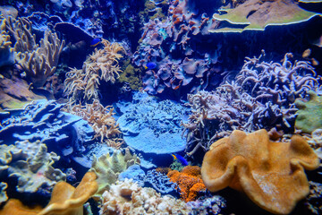 Coral Reef and Tropical Fish