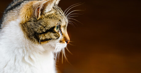 Homeless animals seek shelter. Surviving cat wander street of village,old town. Stray, abandoned...