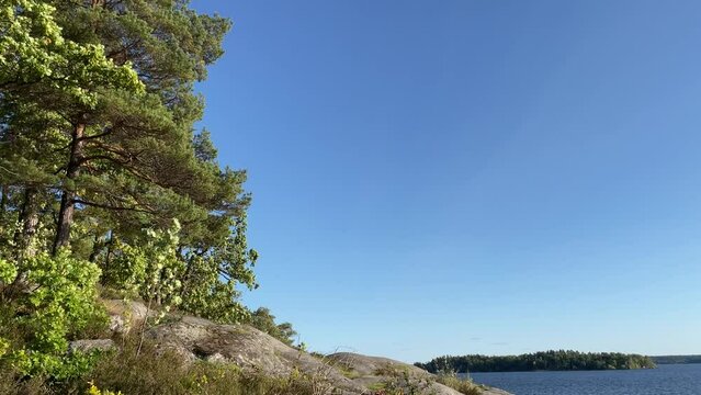 Swedish summer. Rocky hills with trees next to Mälaren lake. Tilt mode video. Stockholm, Sweden.