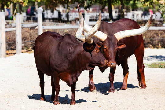 Watusi cattle. Mammal and mammals. Land world and fauna. Wildlife and zoology.