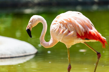 Greater flamingo. Bird and birds. Water world and fauna. Wildlife and zoology.