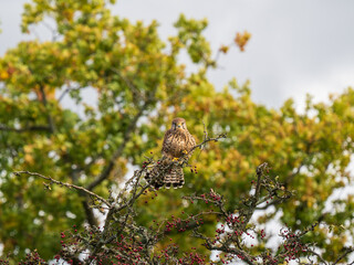 Kestrel Perched on a Branch