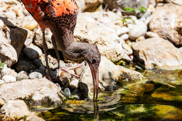 Scarlet ibis. Bird and birds. Water world and fauna. Wildlife and zoology.