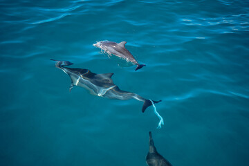 Baby Dolphin with Mom with a plastic bag on her tail in Hawaii 
