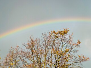 Bright colorful rainbow over a tree with leaves in fall colors