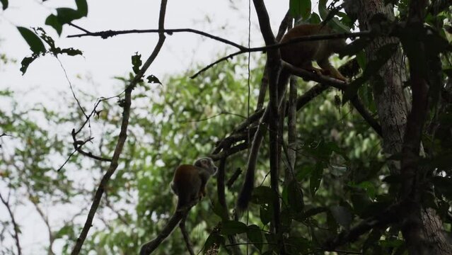 Cute little squirrel monkey jumping through the canopy of the tropical rainforest in the Cuyabeno wildlife reserve in the Amazon region of Ecuador.