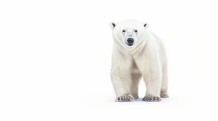 Foto op Canvas white polar bear. © Yahor Shylau 