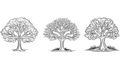 Vector trees outline on white background