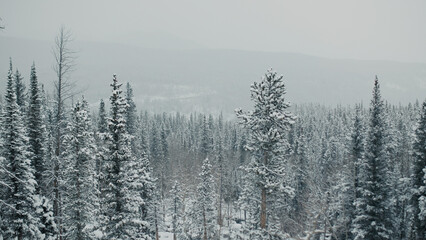 Beautiful snowy trees and mountains in the winter during sunset