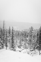 Beautiful snowy trees and mountains in the winter during sunset