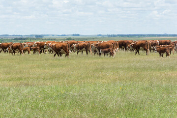 Naklejka na ściany i meble hereford cattle on pasture in the field 