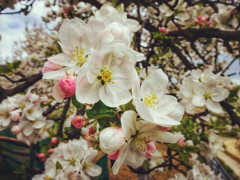 Selecvtive focus of blooming Malus 'Evereste' (Crabapple) tree with white flowers