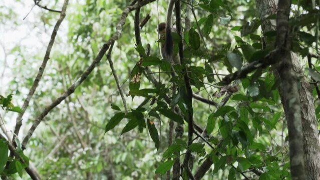 Cute little squirrel monkey jumping through the canopy of the tropical rainforest in the Cuyabeno wildlife reserve in the Amazon region of Ecuador.