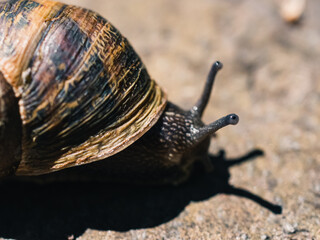 snail on a stone