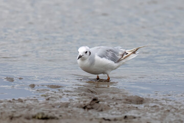 Bonaparte's gull (Chroicocephalus philadelphia) searches for food in the  mud.