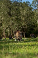Vertical shot of Eastern grey kangaroos in the Coombabah Park, Gold Coast, Australia