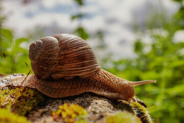 Close-up of Vineyard Snail in Green Garden on Stone