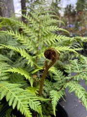 Close up of new fern leaf sprouting. © April