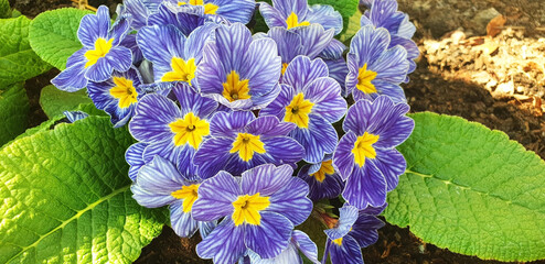 Close-up of blue flower primrose blooming in a flower bed. Panorama.