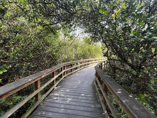 A walk bridge leading you through the dense over grown foliage of south Florida.