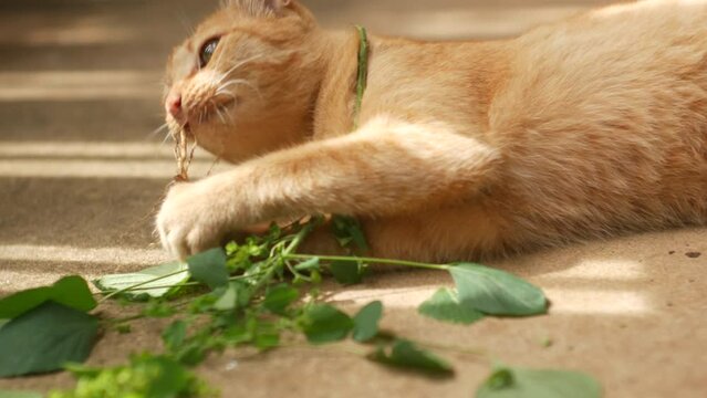 Ginger cat laying down on floor chewing eating  root of Indian Acalypha catnip like plant that its root being attractive to domestic cats similar to catnip plant.