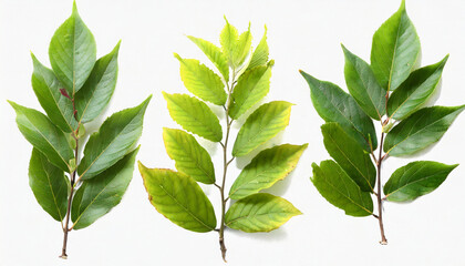 Naklejka premium isolated leaves on white background
