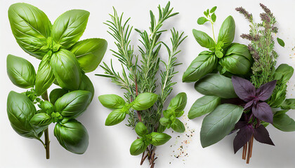 collection of fresh herb leaves thymeand basil spices herbs on a white table png food background design element with transparent shadow on transparent background - obrazy, fototapety, plakaty