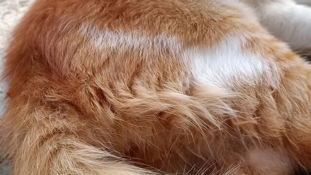 The texture of the orange cat's fur is thick and long