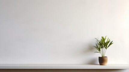 Blank Wall with Plant