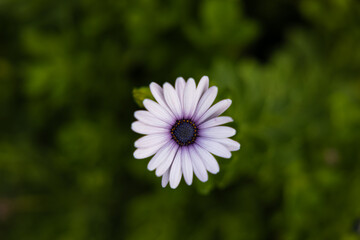 top down close up view of a flower with purple pedals against a blurry green background on a summer...