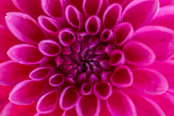 pink dahlia flower