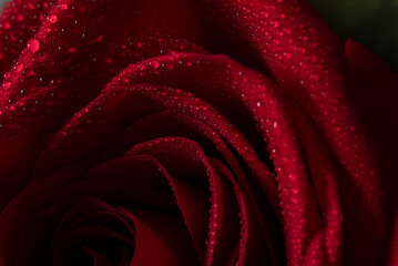 Red rose, water drops